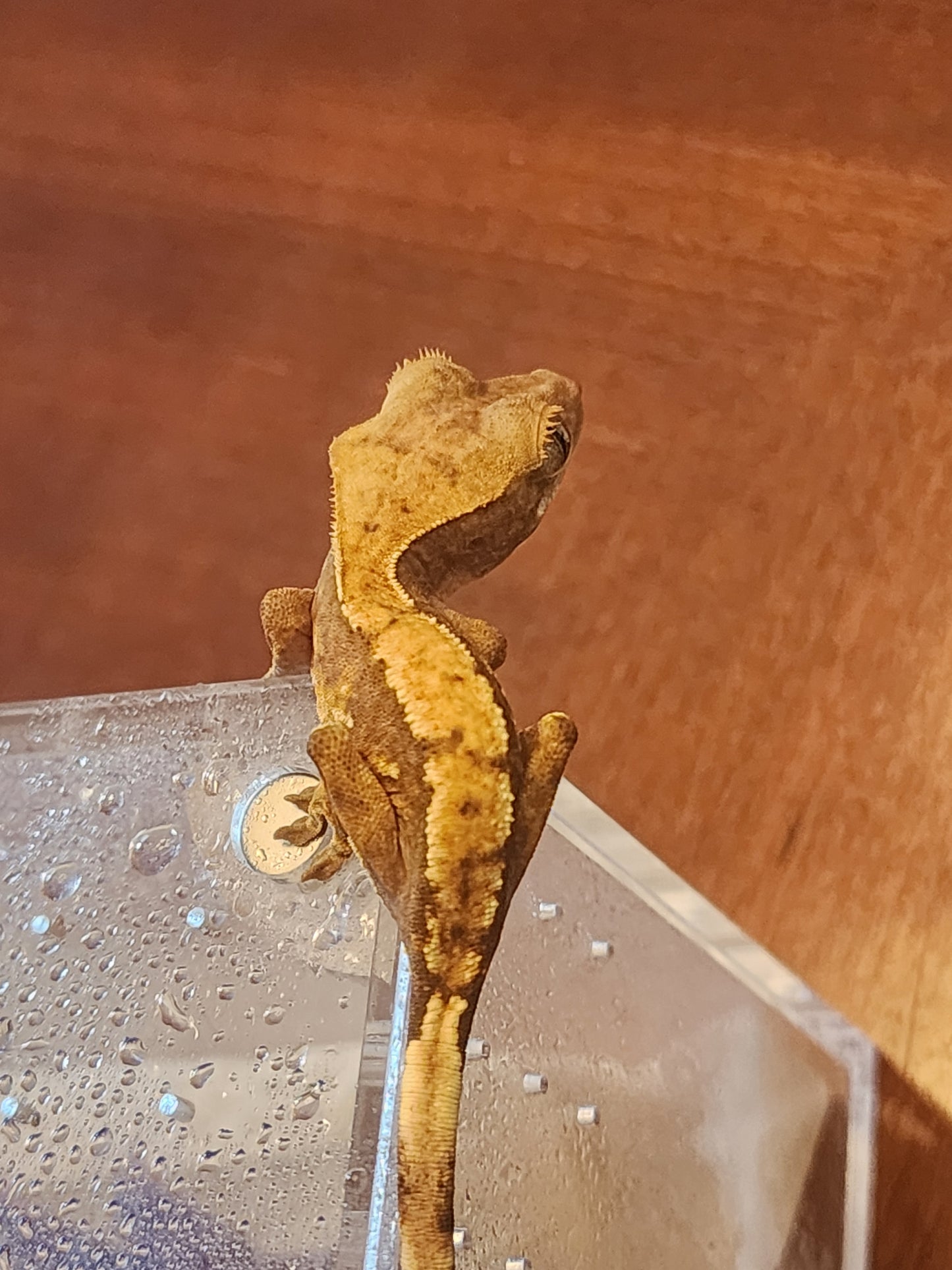 Juvenile Crested Gecko (unsexed)