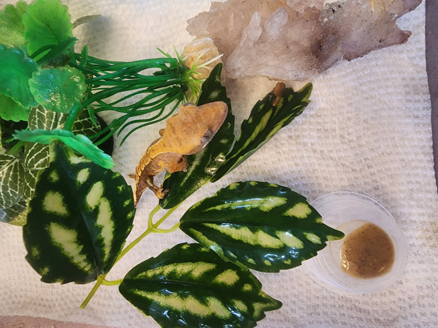 Juvenile Crested Gecko (unsexed)