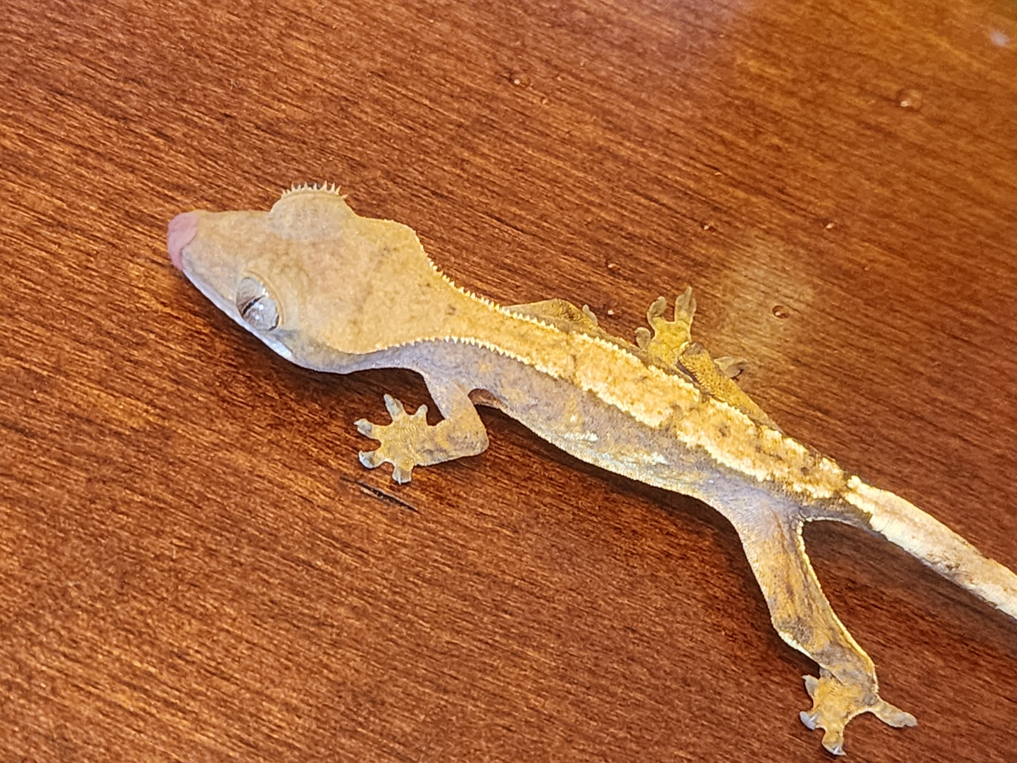 Juvenile Crested Gecko (unsexed)