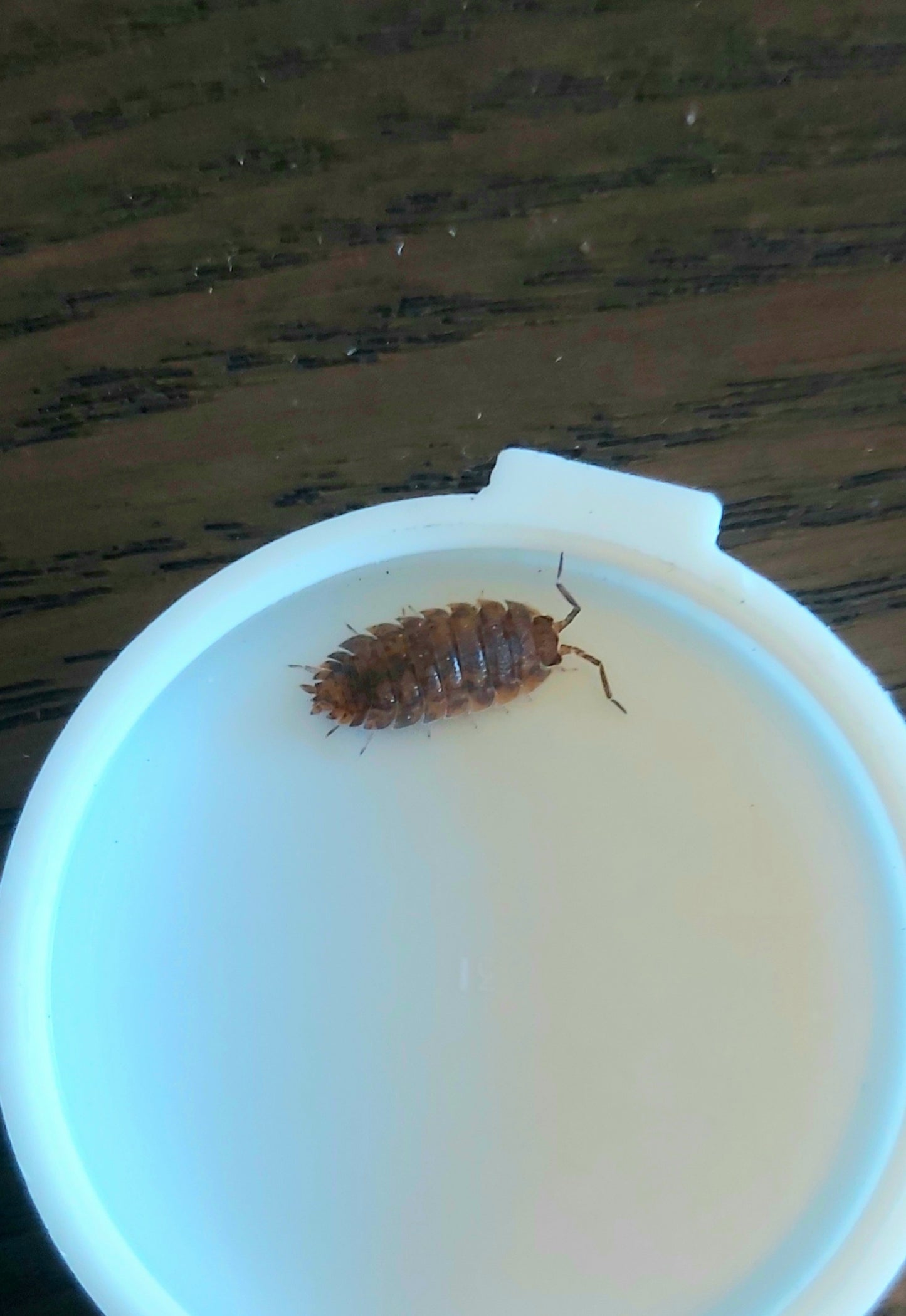P. scaber (Red Calico)