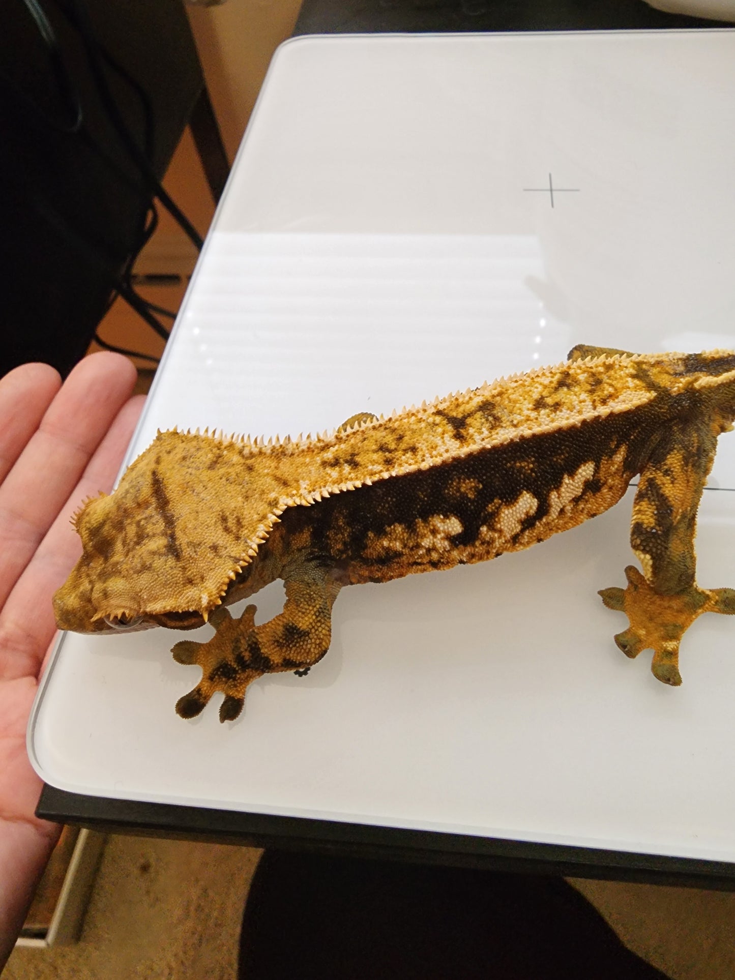 Juvenile Crested Gecko (unsexed)