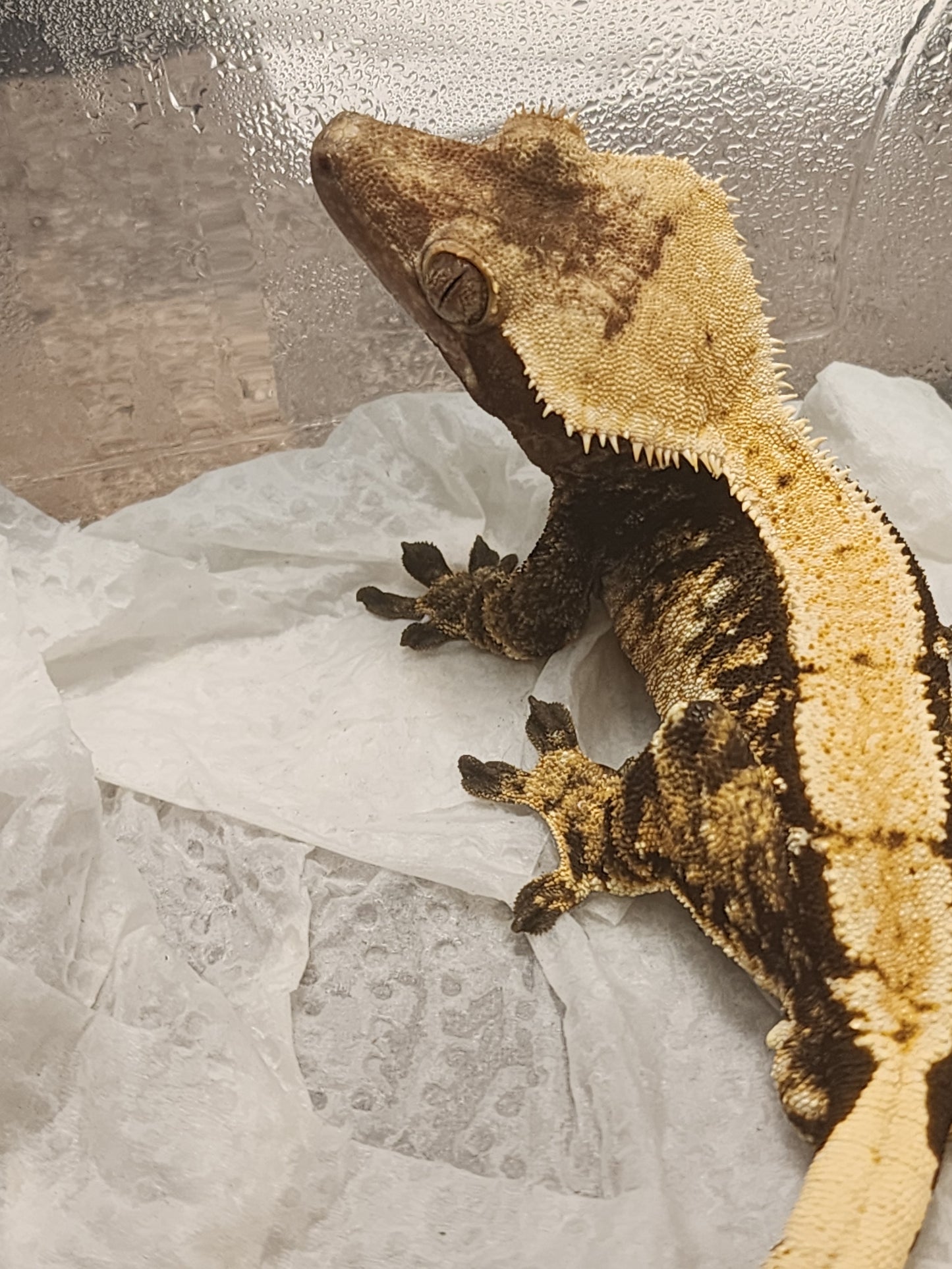 Juvenile Crested Gecko (unsexed)