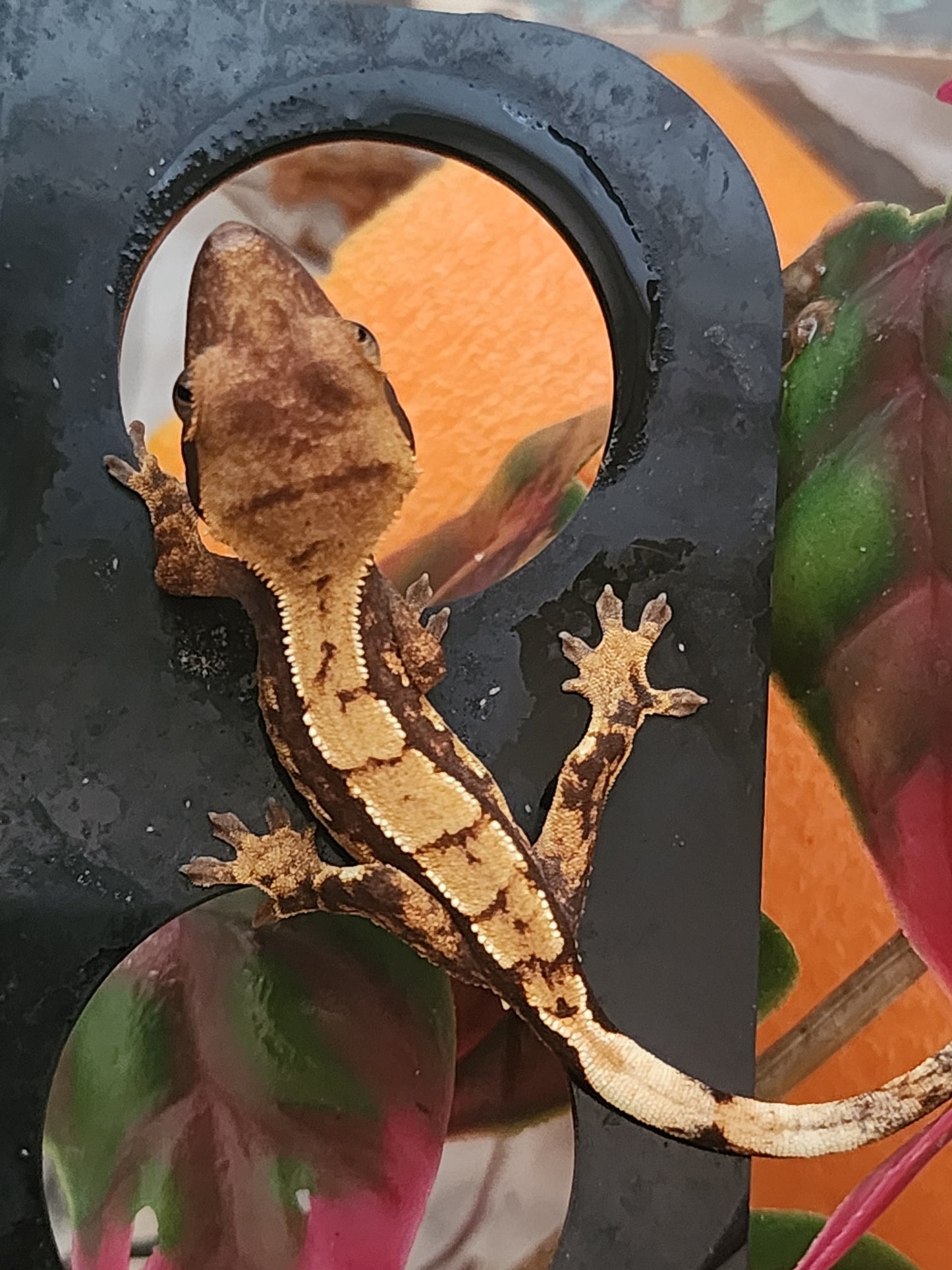 Juvenile Crested Gecko (unsexed)