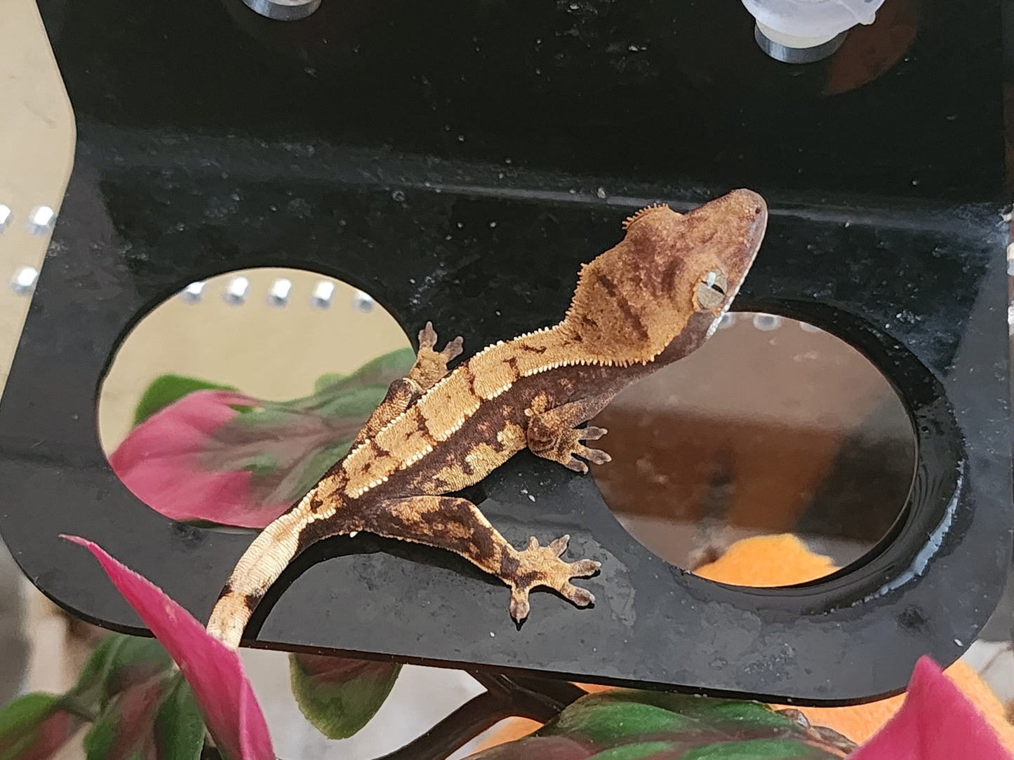 Juvenile Crested Gecko (unsexed)