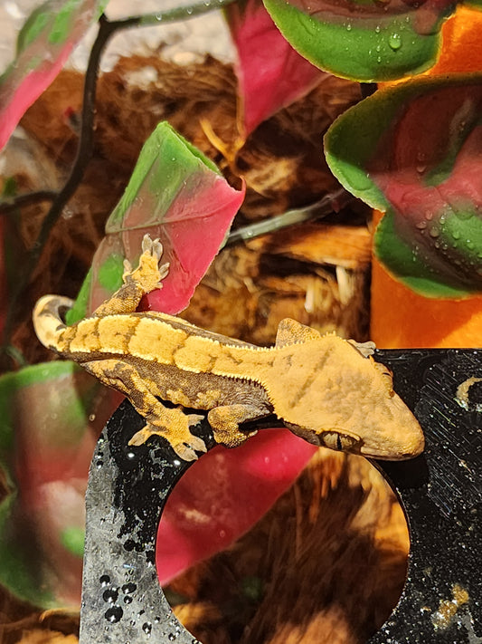 Juvenile Crested Gecko (unsexed)