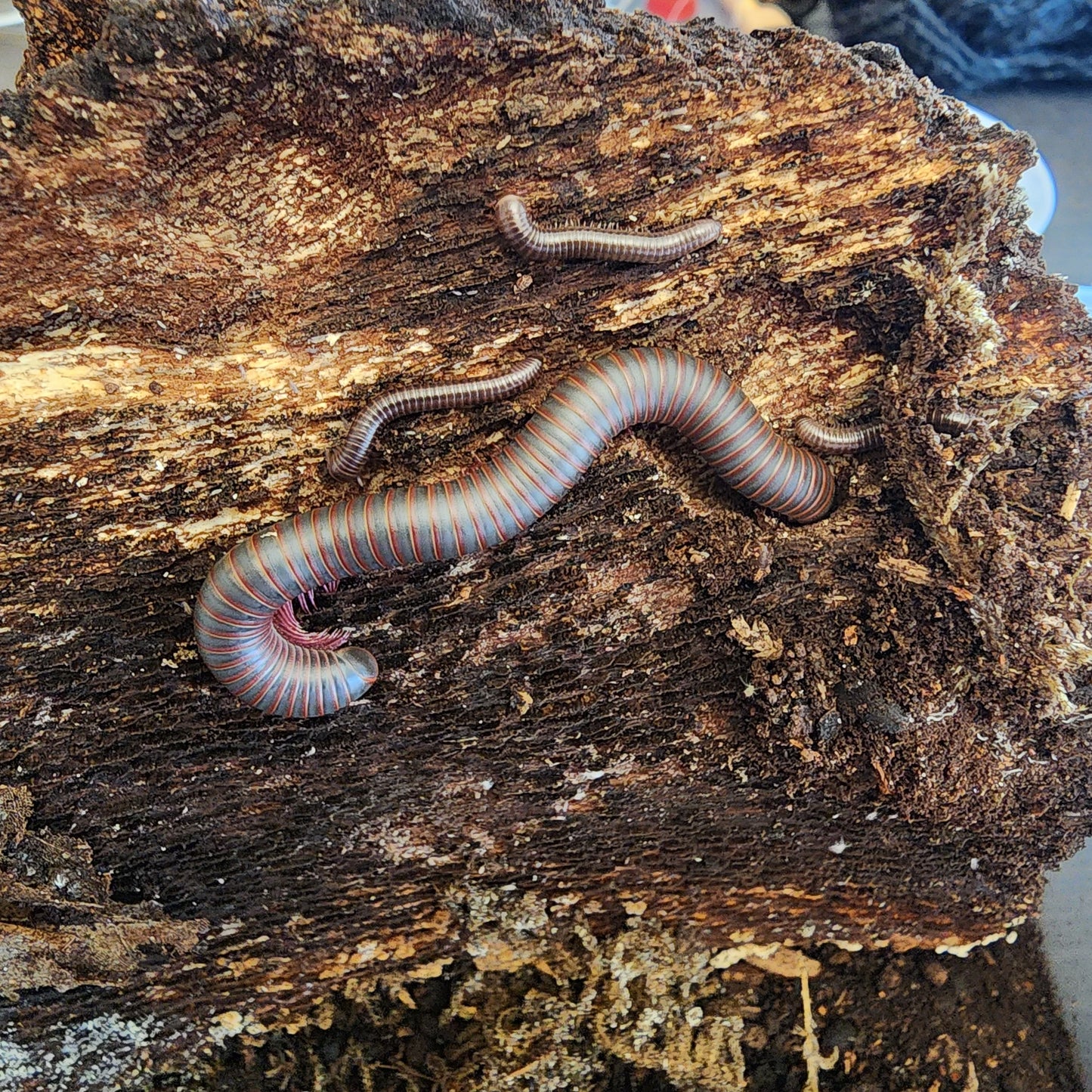 Giant Pink Foot Millipede