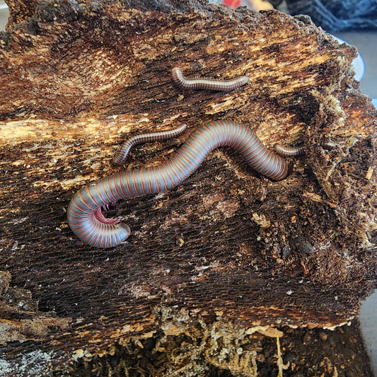 Giant Pink Foot Millipede