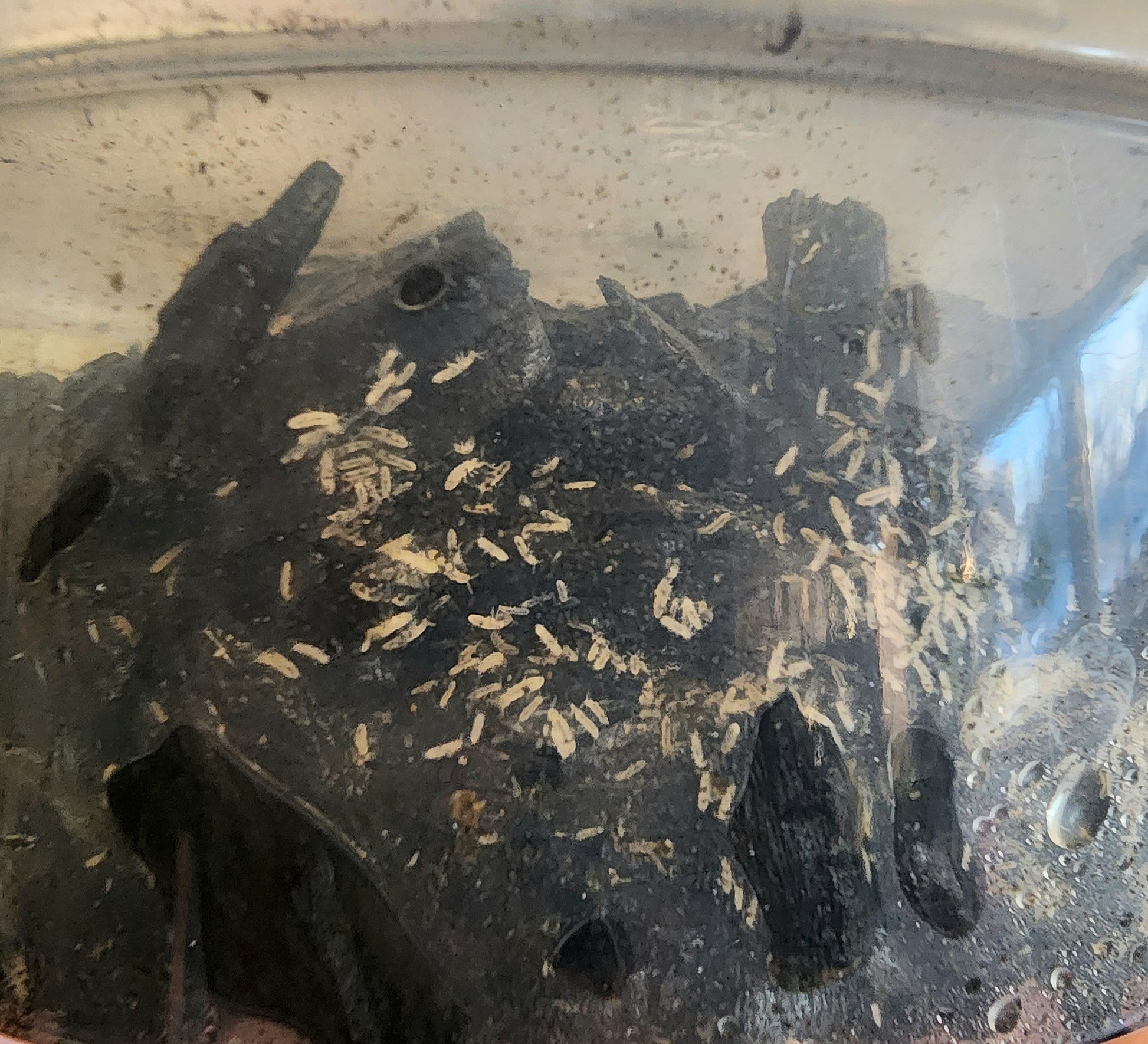 Tropical Springtails – Manitoba Inverts