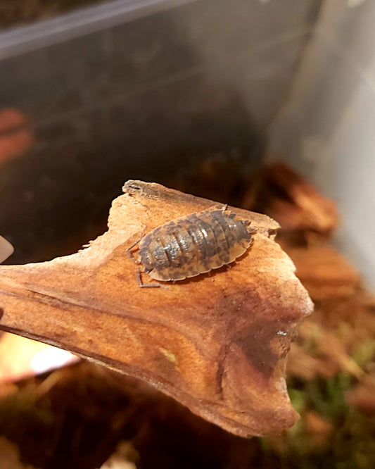 P. scaber (Red Calico)