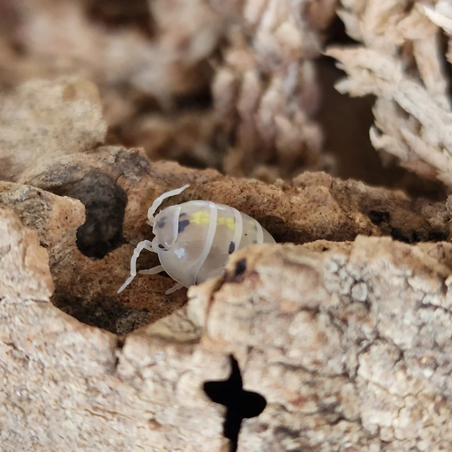A. vulgare (Magic Potion)