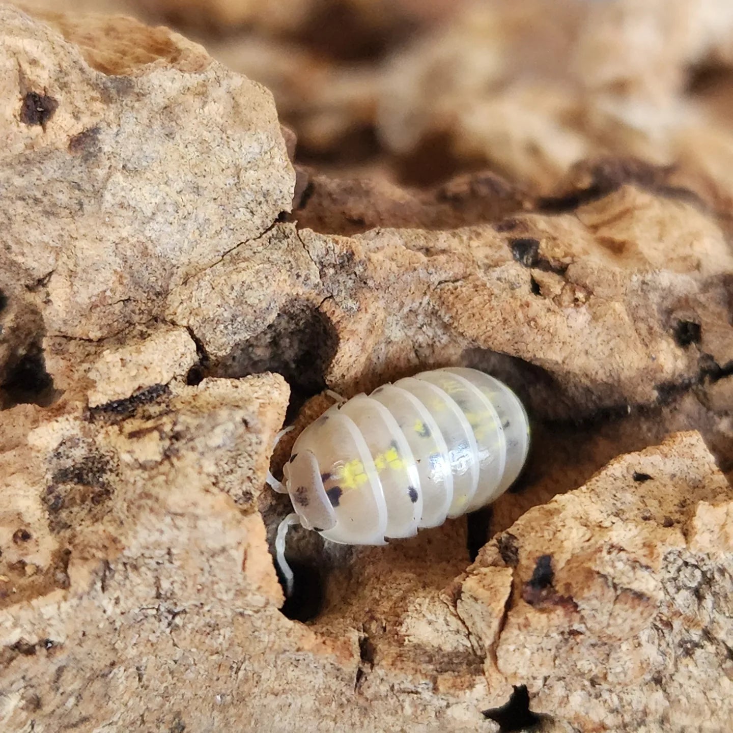 A. vulgare (Magic Potion)