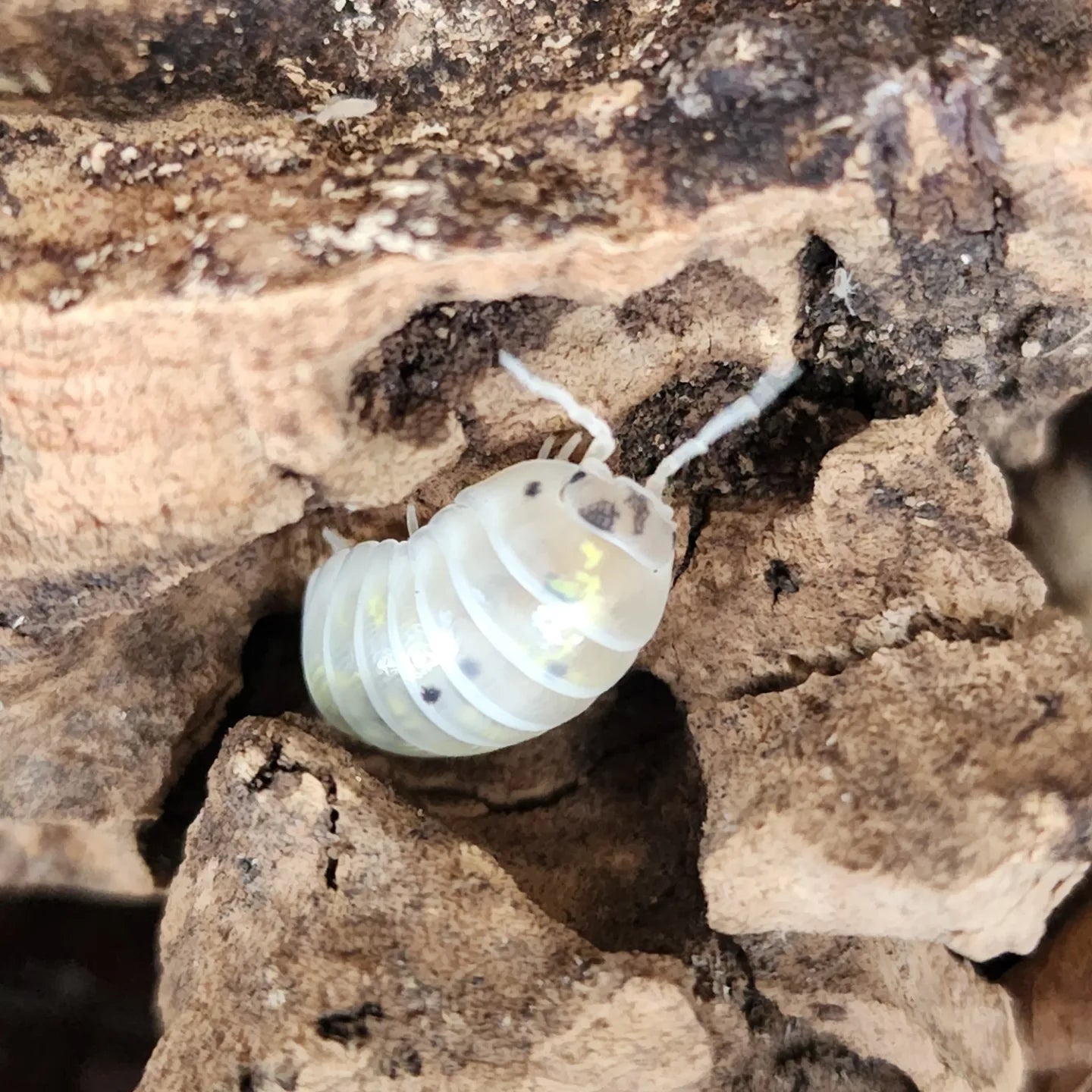 A. vulgare (Magic Potion)
